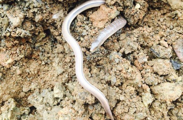 世界上最小的蛇是什么蛇图片