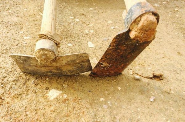 世界上最小的蛇是什么蛇图片