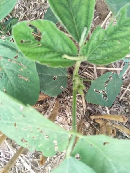 种植大豆什么时间打防虫药