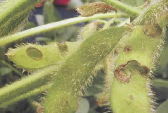 种植大豆什么时间打防虫药