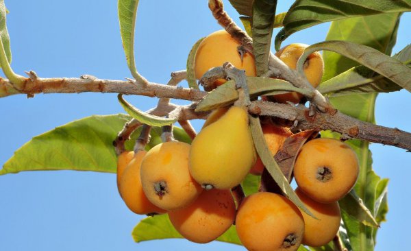 枇杷为什么这么贵