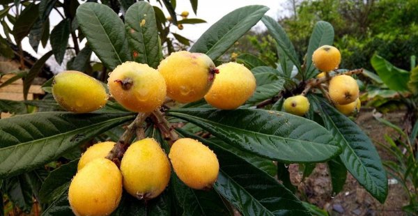 枇杷为什么这么贵