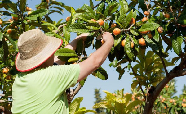 枇杷为什么这么贵