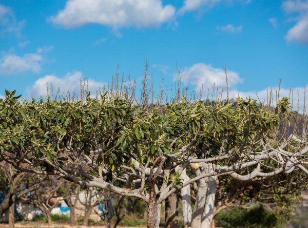 枇杷为什么这么贵