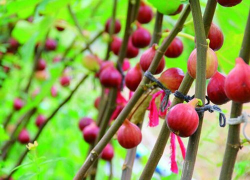家里种无花果树吉利吗