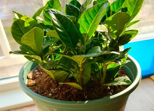 栀子花如何扦插长根冒芽快