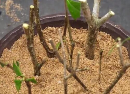栀子花如何扦插长根冒芽快