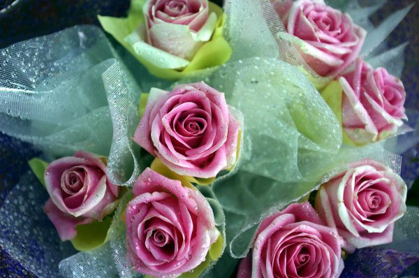 17朵玫瑰代表什么意思