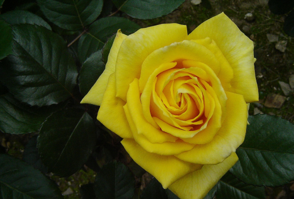 17朵玫瑰代表什么意思