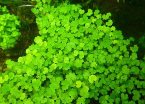 天胡荽和铜钱草的区别