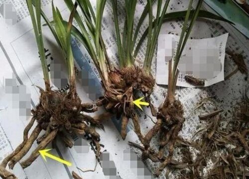 夏天兰花新苗腐了怎么办