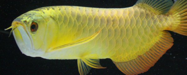 金龙鱼怎么分辨好坏