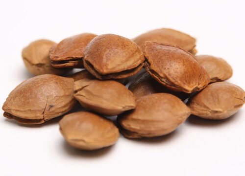 杏核怎么发芽快