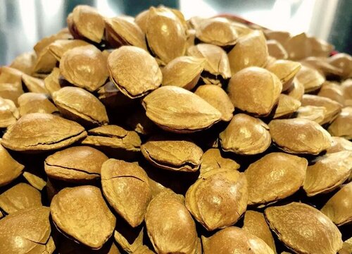 杏核怎么发芽快