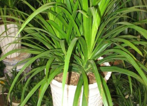 龙须怎么换土换盆