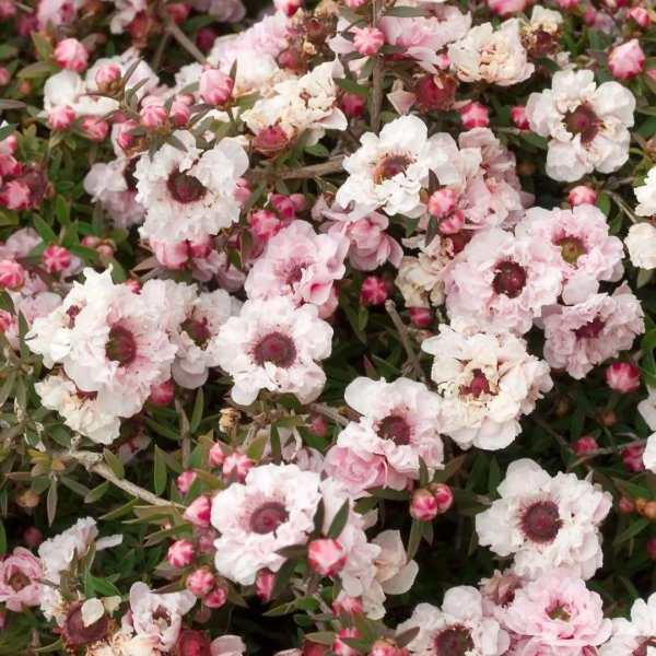 松红梅适合家里养吗