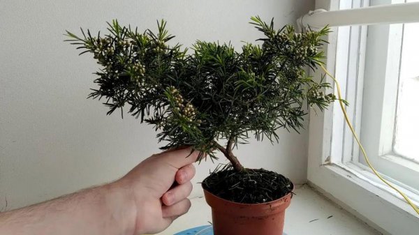 松红梅适合家里养吗