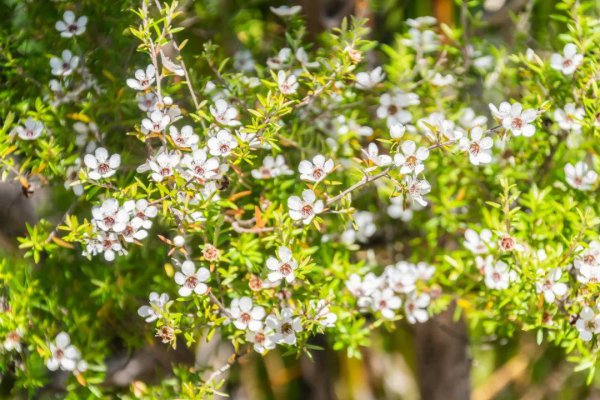 松红梅适合家里养吗