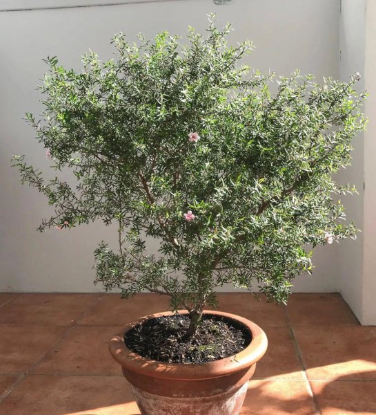 松红梅适合家里养吗