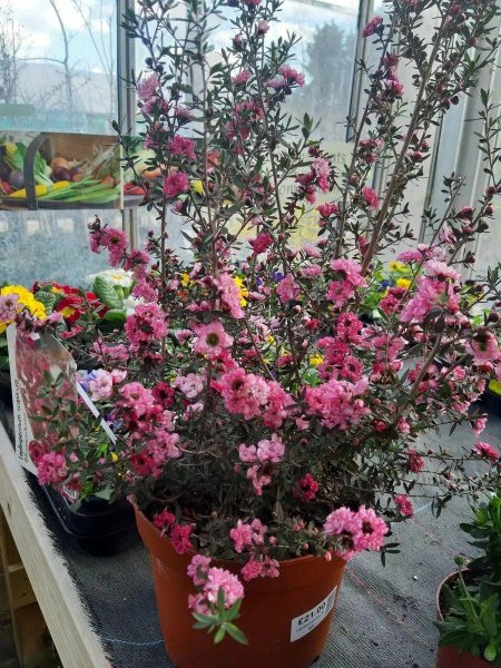 松红梅适合家里养吗