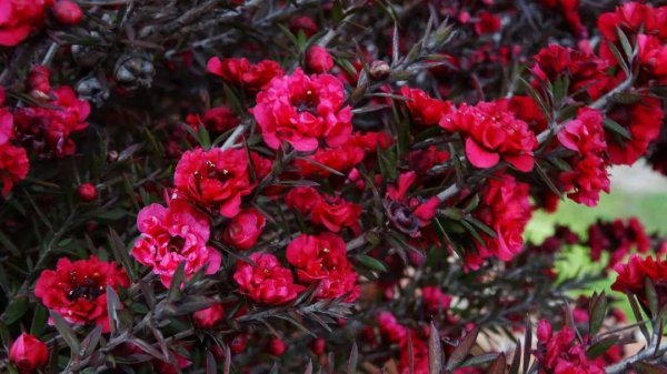 松红梅适合家里养吗