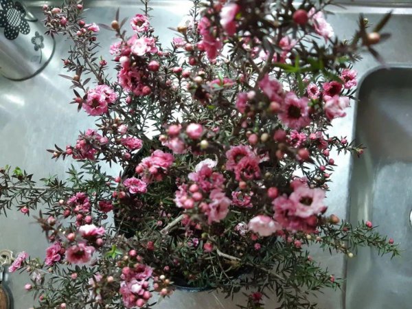 松红梅适合家里养吗