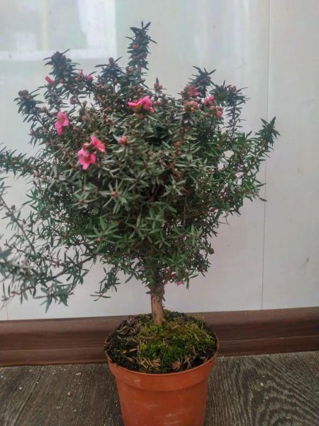 松红梅适合家里养吗