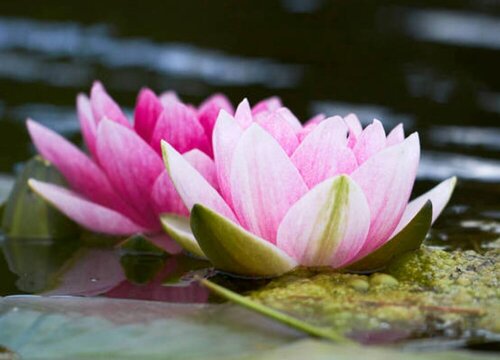 莲花几点开花时间