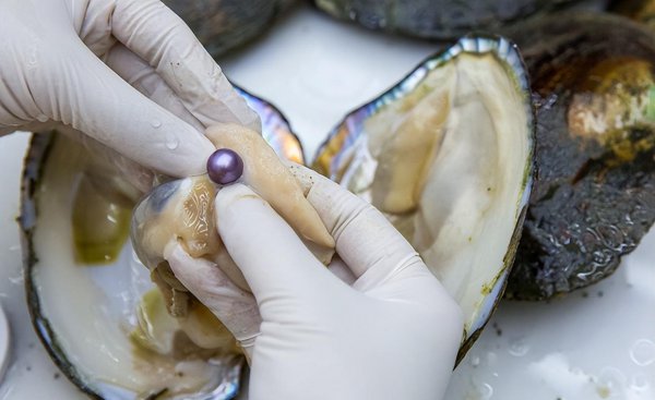 珍珠是怎么形成的