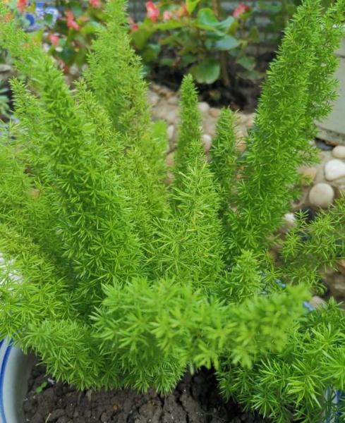 狐尾天门冬的风水寓意