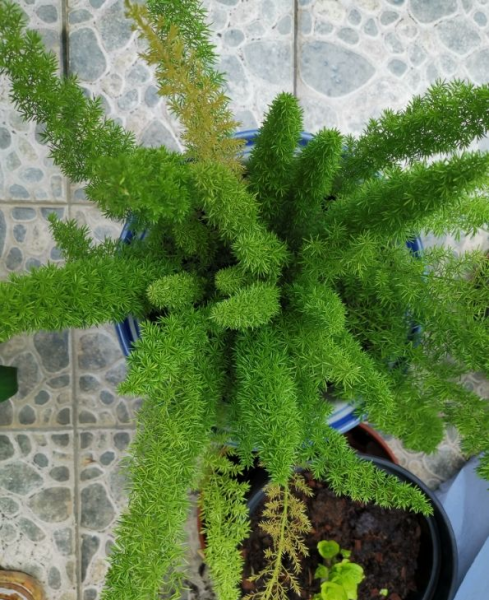 狐尾天门冬的风水寓意