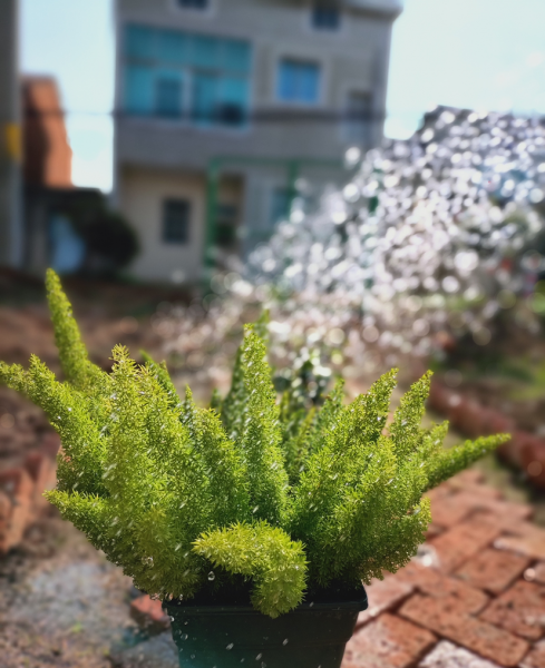 狐尾天门冬的风水寓意