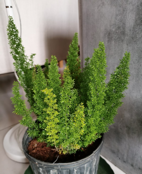 狐尾天门冬的风水寓意