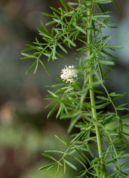 狐尾天门冬的风水寓意