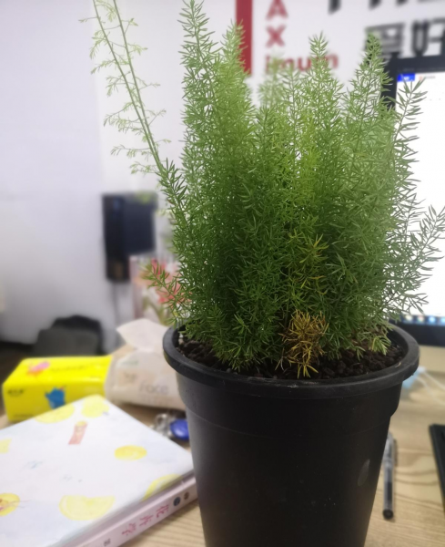 狐尾天门冬的风水寓意