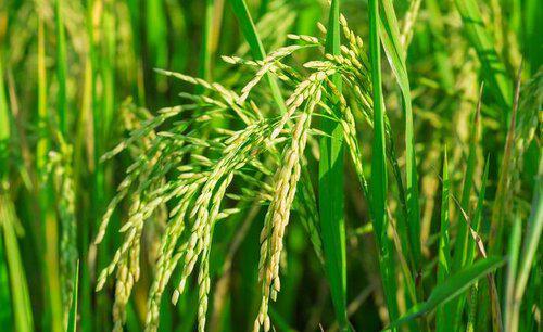 水稻稻纵卷叶螟成虫怎么防治