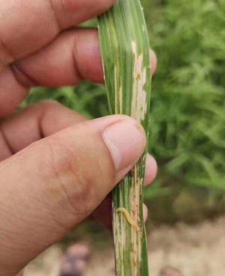 水稻稻纵卷叶螟成虫怎么防治