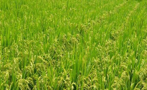 水稻稻纵卷叶螟成虫怎么防治