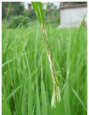 水稻稻纵卷叶螟成虫怎么防治