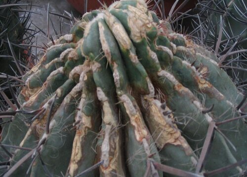 多肉病虫害防治技术与方法