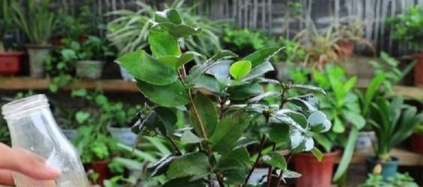 在家用什么代替营养液