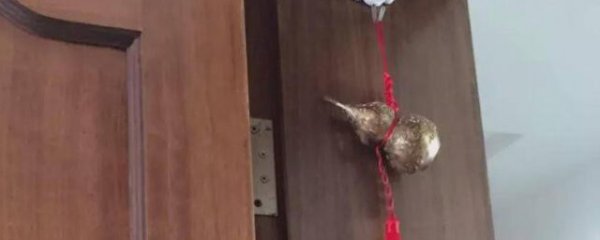 墙头上放什么旺家