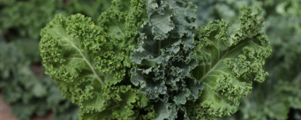 羽衣甘蓝产自哪里