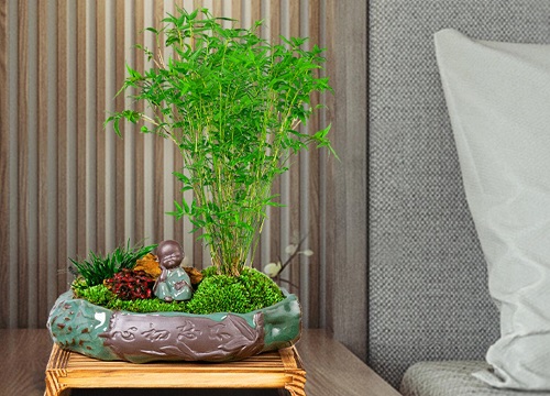 凤尾竹室内如何正确的养护