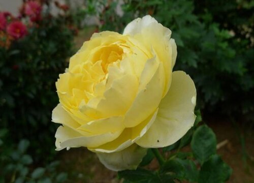 月季花的生长过程