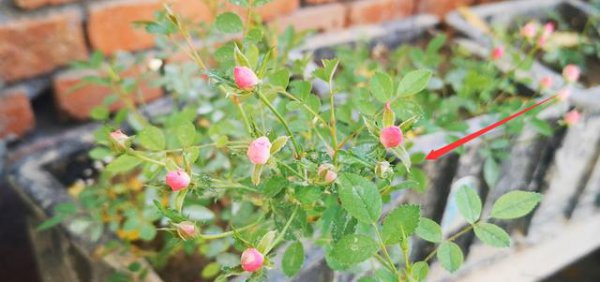 给新人参考怎样养月季花