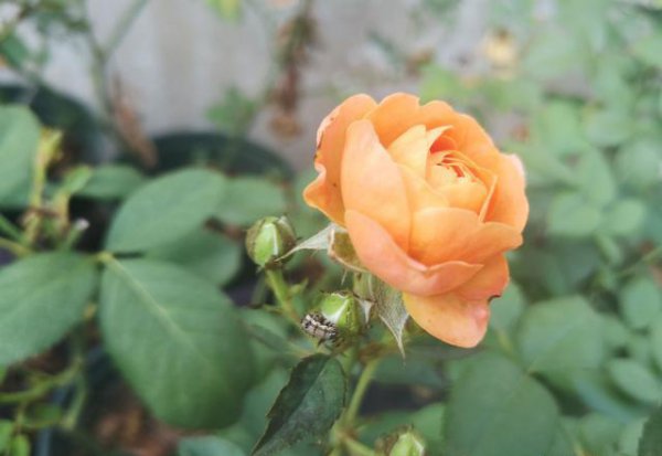 给新人参考怎样养月季花