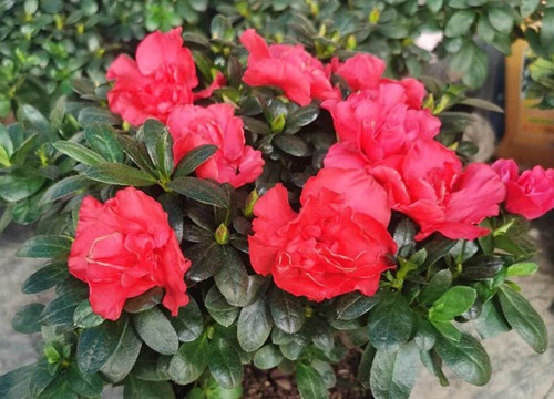 杜鹃花黄叶的原因有哪些