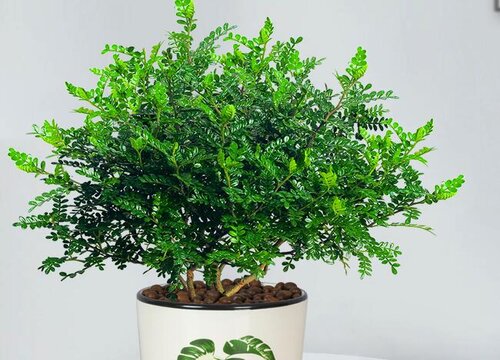 清香木室内如何养殖