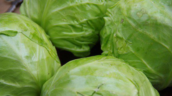 包菜适合什么季节种植